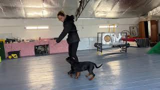 Rottweiler puppy training the basics of foundation obedience [upl. by Otrebide391]