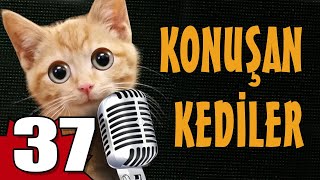 Konuşan Kediler 37  En Komik Kedi Videoları [upl. by Rahs]