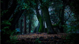 The Ambientalist  Emerald Forest [upl. by Cordell]