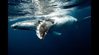 Documentaire  quotLes Baleines  Géants des Mersquot [upl. by Ernestus]