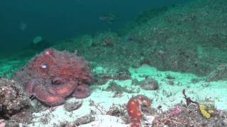 Southeast Farallon Island State Marine Reserve [upl. by Forbes728]