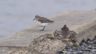 Semipalmated Sandpiper with Least Sandpipers [upl. by Sobel]