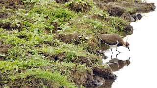 Immature Northern Lapwing Vanellus vanellus  Kiebitz Jungvogel [upl. by Ecylla592]