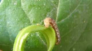 Cutworms Oruga cortadora Agrotis ipsilon [upl. by Sundin]