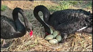 ANGSA HITAM BURUNG ISTIMEWA YANG LANGKA [upl. by Cathy]