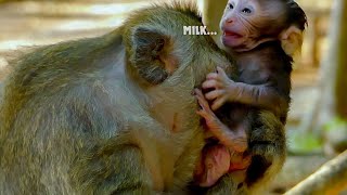 Milk Milk Poor little baby monkey crying tantrum angry mum not nursing [upl. by Enileda]