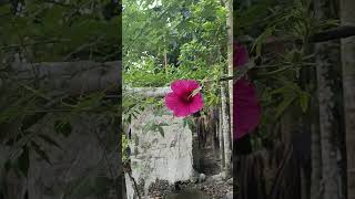 Beautiful 💕 Flowers🌸 Status With youtubeshorts flowers status trending beautiful beauty short [upl. by Anwat]