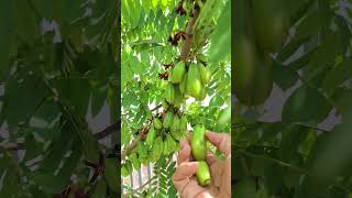 Harvest Averrhoa bilimbi L familyfarms food fruit berkebundihalamanrumah green planterbag [upl. by Jorgensen]