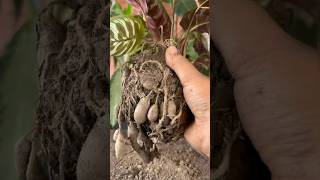 I Propagated My Calathea Plants shorts youtubeshorts garden [upl. by Papke]