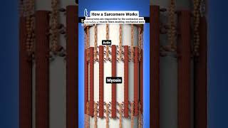 sarcomere works actin and myosin filaments [upl. by Britney]