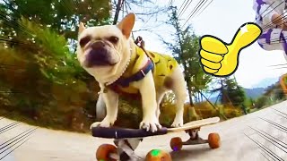 Dog Skateboard Challenge🐾🛹Smart dog shows off his skills on skateboard [upl. by Krawczyk]