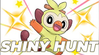 SHINY HUNT GROOKEY  Casa do Carvalho [upl. by Alleacim]