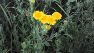 Common Fleabane [upl. by Siduhey]