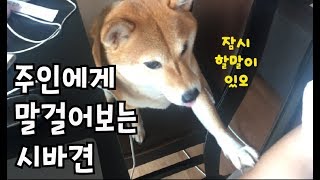 심심해서 주인에게 말을 거는 강아지  시바견Shibainu 柴犬  곰탱이 GomampTaeng [upl. by Longmire]