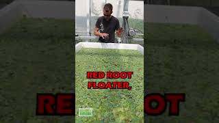 How To Make RED ROOT FLOATERS MORE RED [upl. by Boony458]