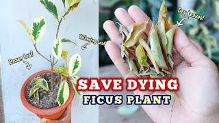 Save A DYING Plant within 4 DAYS  Ficus Plant Care [upl. by Zanas]