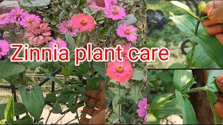 zinnia plant care How to grow and care zinnia plant Life care with gardening [upl. by Shani]