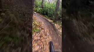 Beginner MTB  trails with Daisy the whippet  Cambusbarron 🏴󠁧󠁢󠁳󠁣󠁴󠁿 mtb mtbgirl traildog [upl. by Hulen483]