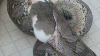 Big snake eats a big rabbit [upl. by Ydnik]