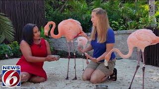 Flamingo experience at Discovery Cove [upl. by Sesylu679]