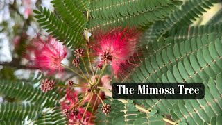 The Mimosa Tree [upl. by Lilian]