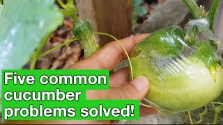 5 common problems with organic cucumbers  Real Organic [upl. by Nosyerg]