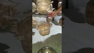 Start Mushroom Farming Today  Part 3  Pilot Mushroom Academy 8668460935 pilotmushroom mushroom [upl. by Tann]