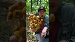 Foraging for Honey Mushrooms Armillaria mellea in Massachusetts [upl. by Ynehpets]