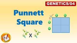 PUNNETT SQUARE FLGenetics04 [upl. by Gabbert6]