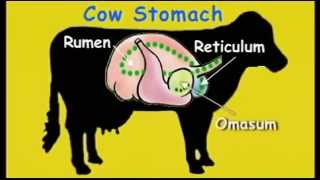 FOR KIDS  The Cows Stomach video [upl. by Sirod]