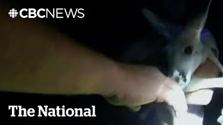 TheMoment a diaperclad baby kangaroo was captured by police in Colorado [upl. by Franchot687]