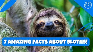 7 Amazing Facts about Sloths [upl. by Domingo]