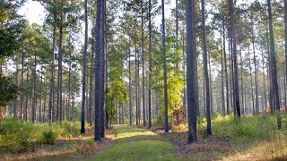 Millpond Branch Plantation Turnkey MiniQuail Plantation in Estill South Carolina [upl. by Naeerb]