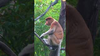 Long nosed proboscis monkey nasalis larvatus monkey proboscis cute nature wildlife HA91117 [upl. by Bellamy]