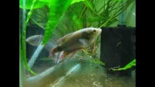 Macropodus Concolor breeding preparationsBlack Paradise fish [upl. by Annaeg979]