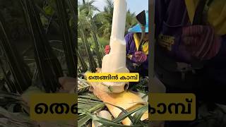 തെങ്ങിൻ കൂമ്പ് heart of plam malayalam shorts [upl. by Utir]