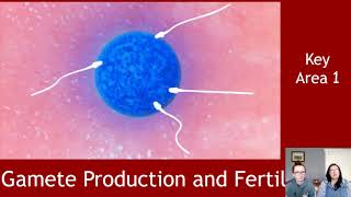 Gamete Production and Fertilisation [upl. by Cymbre]