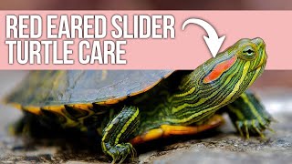 Redeared slider turtles Queensland [upl. by Eynttirb]