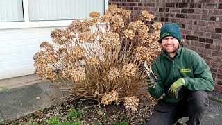 How and When to Prune a Hydrangea [upl. by Vaas]