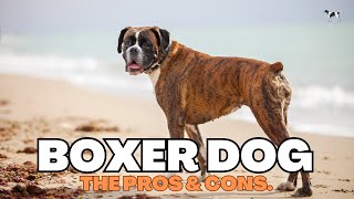 Boxer Dog The Pros And Cons Of Owning One [upl. by Scott]