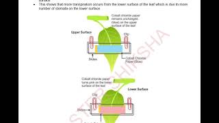 Transpiration ICSE Class 10 Biology Notes One Shot Quick Revision Notes [upl. by Bogoch940]