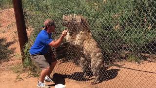 Laughing Hyenas at The Out Africa Zoo Camp Verde Arizona [upl. by Sara]