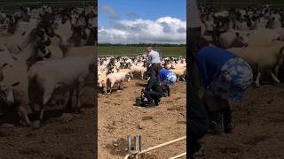 Sheep run away from Rishi Sunak as he attempts to feed them [upl. by Tiphani]