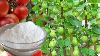 Baking soda saves chayote and other plants from pests [upl. by Will49]