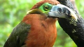 Spotbilled Toucanet female [upl. by Adnilram]