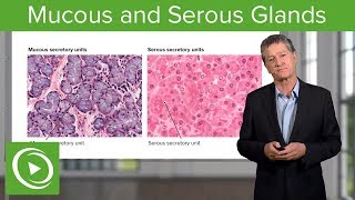 Mucous and Serous Glands – Histology  Lecturio [upl. by Sesiom]