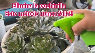 Elimina la cochinilla de tus plantas este método nunca falla [upl. by Iba]