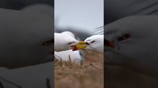 Brutal Fight Breaks Out As Intruder Enters Home seagulls birds animals [upl. by Aicnelav812]