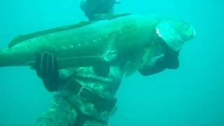 Musar 152Kg Meagre argyrosomus Spearfishing [upl. by Eimmac]