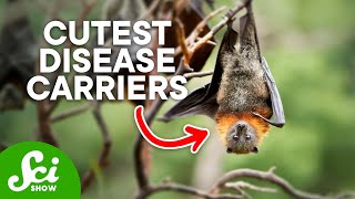 Why Bats Carry Deadly Diseases [upl. by Tnilk108]